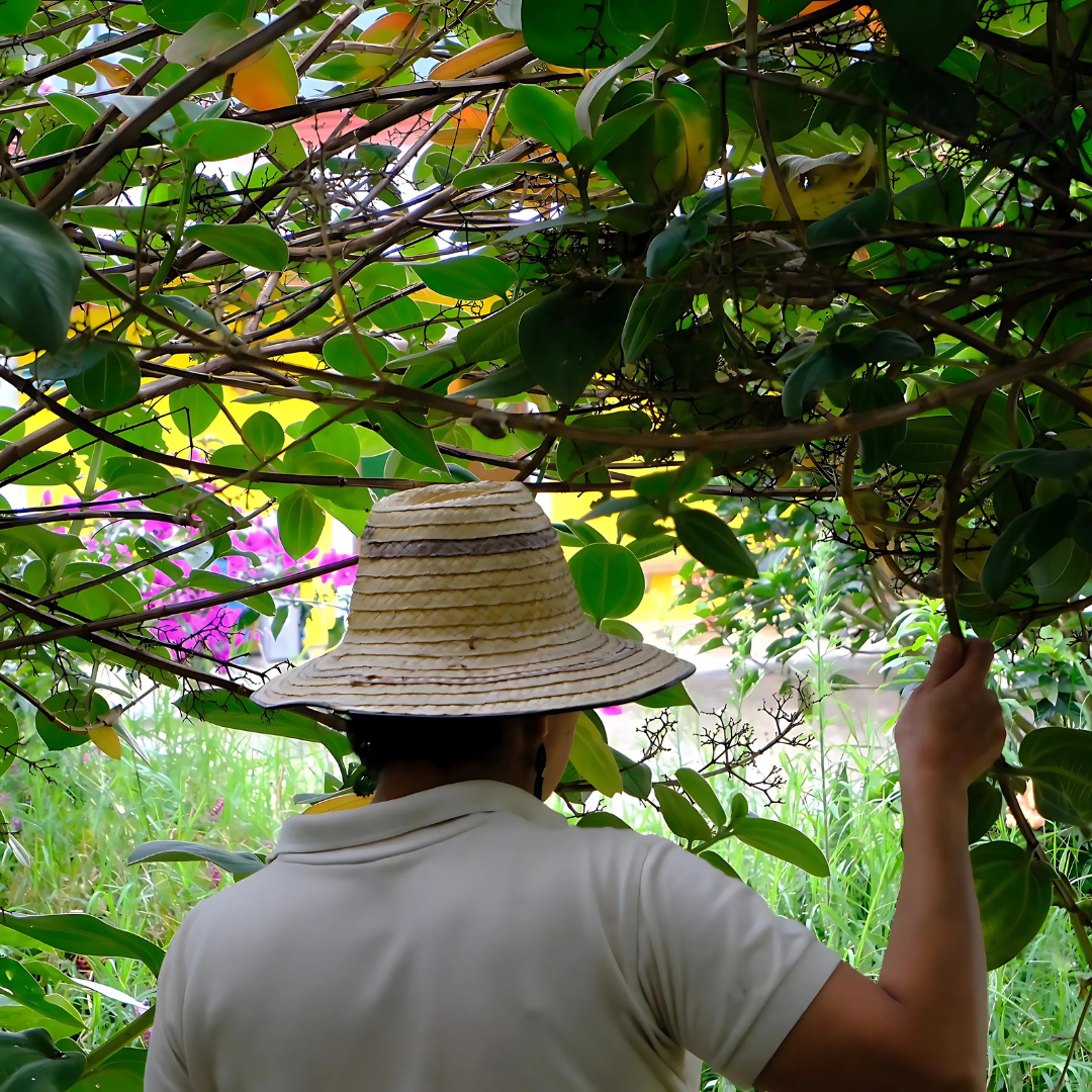 jardin San Agustín tierractiva alojamiento agroturístico